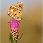 Bläuling (Polyommatus bellargus) ...