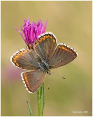 Bläuling (Polyommatus bellargus).....