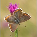 Bläuling (Polyommatus bellargus).....