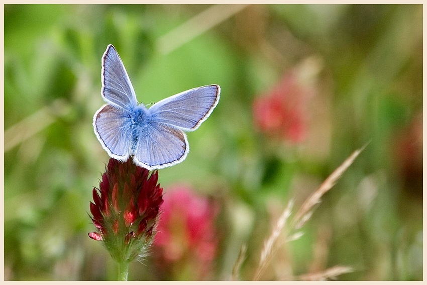 Bläuling Polyommatus icarus