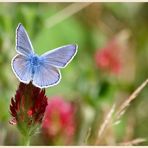 Bläuling Polyommatus icarus