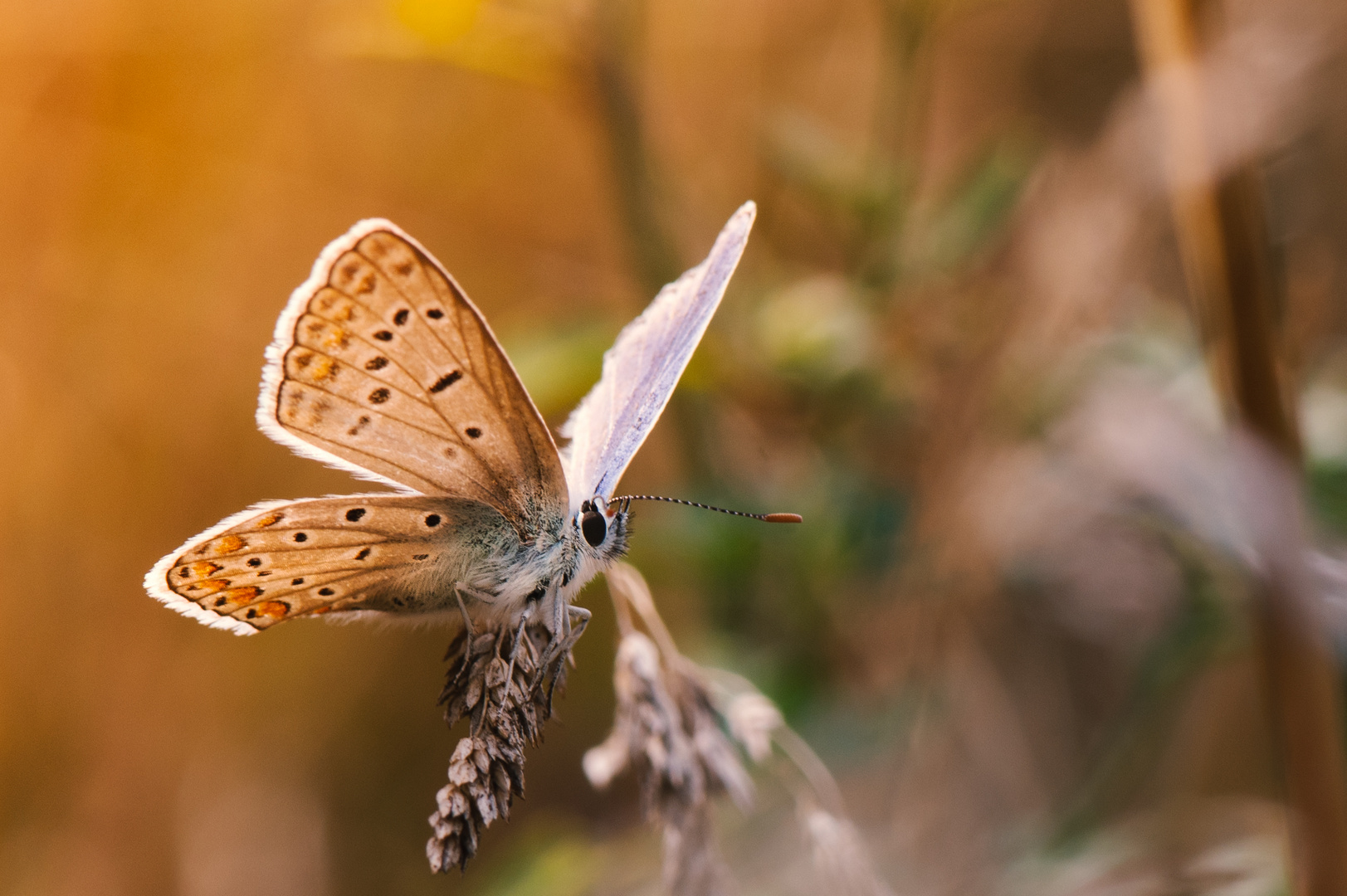 Bläuling ,  Polyommatus icarus