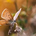 Bläuling ,  Polyommatus icarus