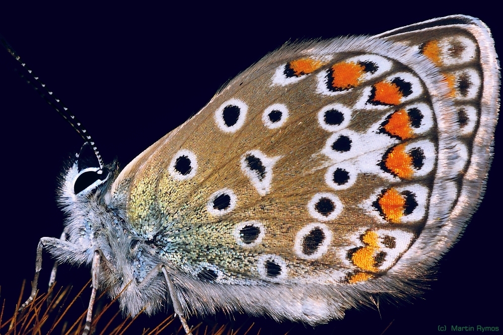 Bläuling-Polyommatus icarus