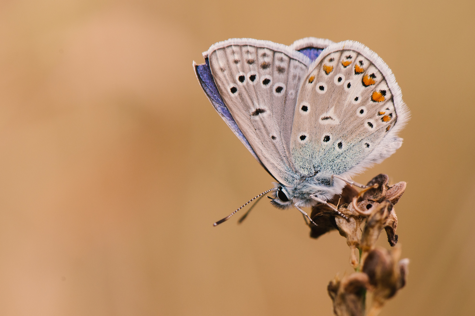 Bläuling ,  Polyommatus icarus am 05.08.2022