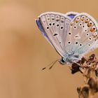 Bläuling ,  Polyommatus icarus am 05.08.2022