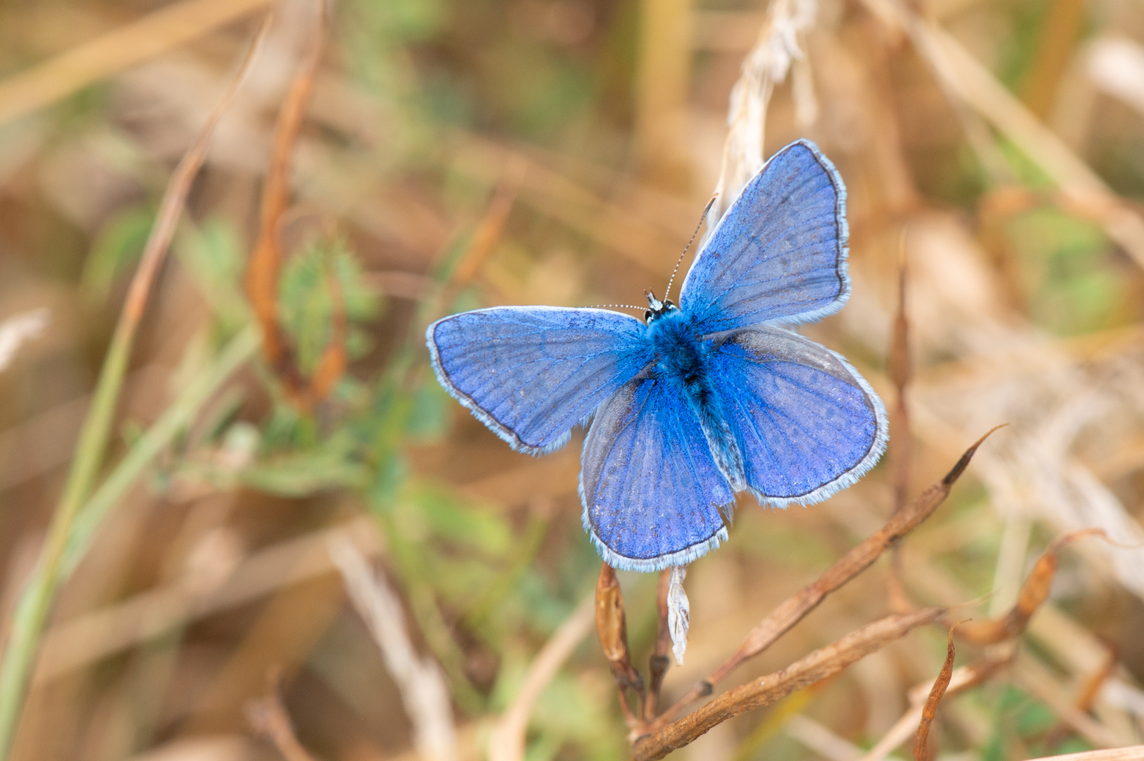 Bläuling ,  Polyommatus icarus