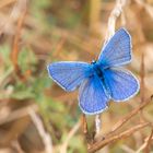 Bläuling ,  Polyommatus icarus