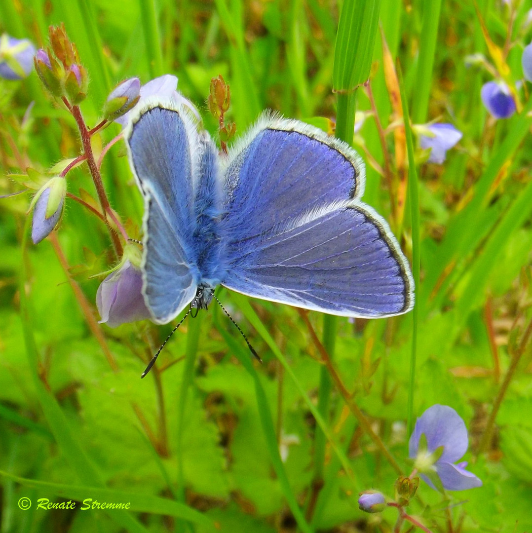 Bläuling - Schmetterling