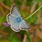 Bläuling (Silbergrüner Bläuling,Polyommatus coridon)