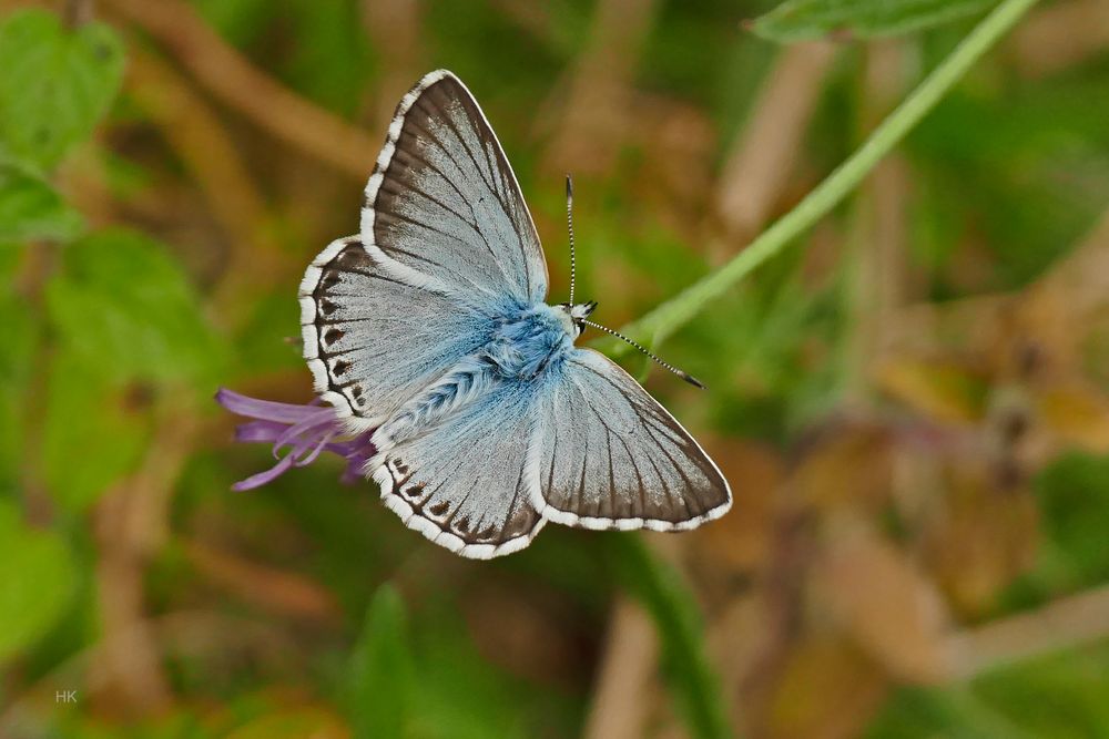 Bläuling (Silbergrüner Bläuling,Polyommatus coridon)