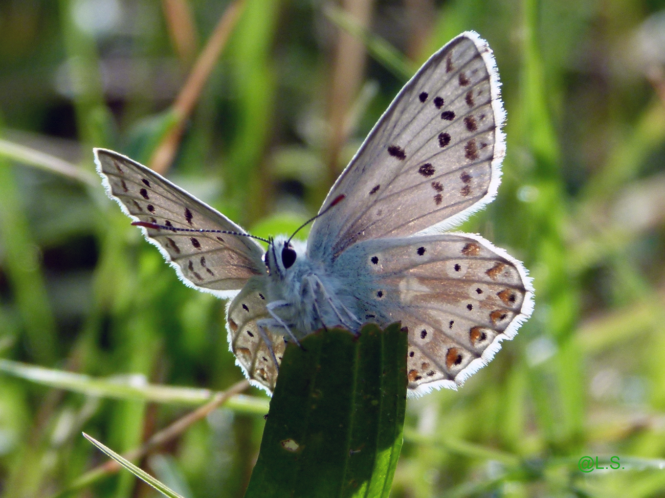 Bläuling sitzt auf ein Blatt vom Spitzwegrich