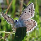 Bläuling sitzt auf ein Blatt vom Spitzwegrich