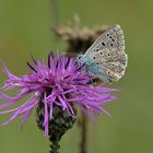 Bläuling sitzt auf Wiesenflockenblume