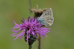 Bläuling sitzt auf Wiesenflockenblume