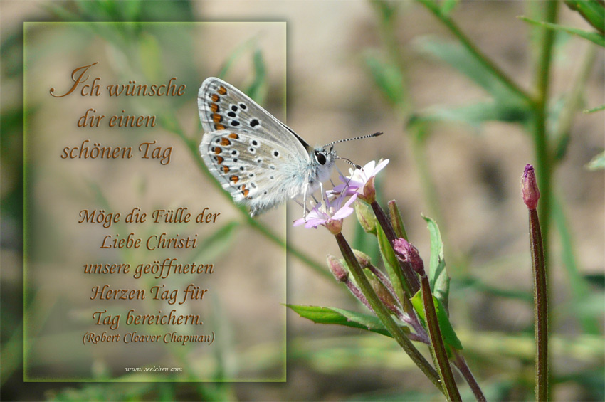 Bläuling / Spruchkarte / Ich wünsche dir einen schönen Tag Foto & Bild