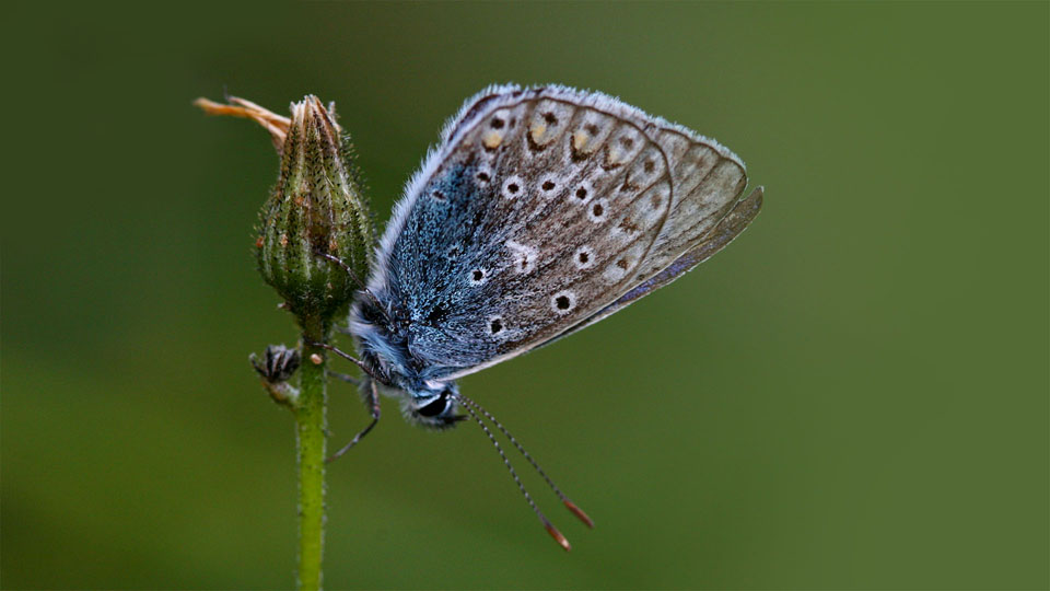 Bläuling (Steinklee-Bläuling ? / Polyommatus dorylas ?), Lycaenidae, NOE Kalkalpen, NOE / A