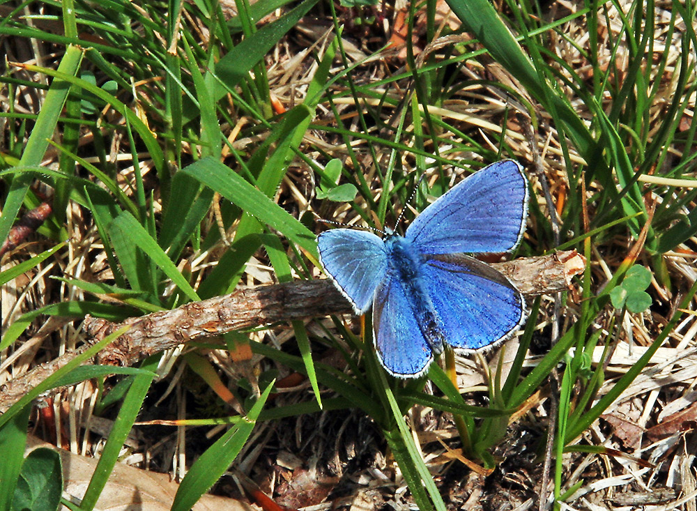 Bläuling von der Schwäischen Alb vom 31.5.