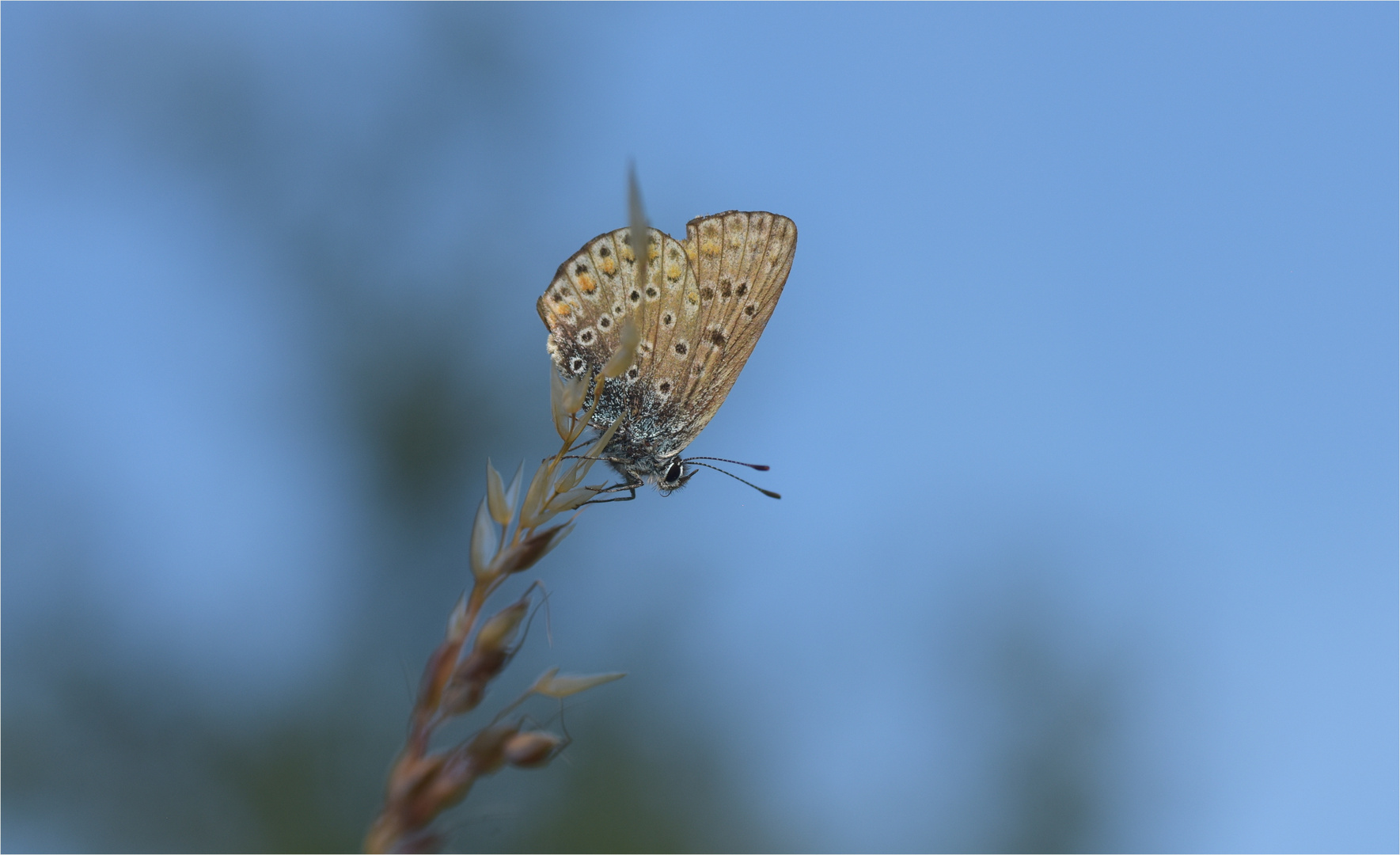 Bläuling vor Blau