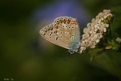 Bläuling vor blauer Aura