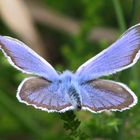 Bläuling vor dem Abflug