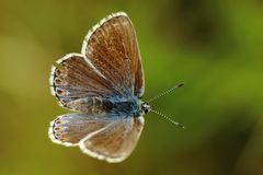 Bläuling wie im Flug