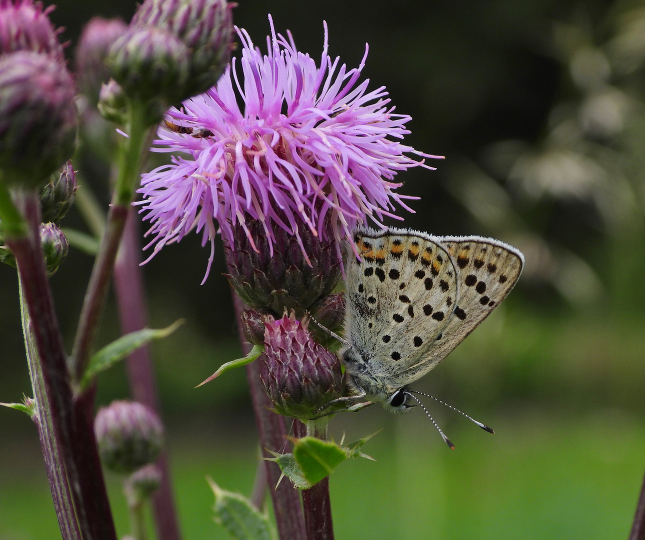 Bläuling_03: Brauner Feuerfalter (Lycaena tityrus)