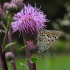 Bläuling_03: Brauner Feuerfalter (Lycaena tityrus)