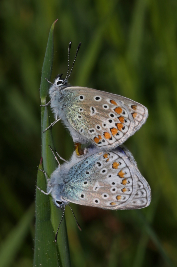 Bläulinge (2015_05_18_EOS 6D_4683_ji)