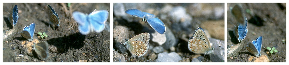 Bläulinge am Tarnon