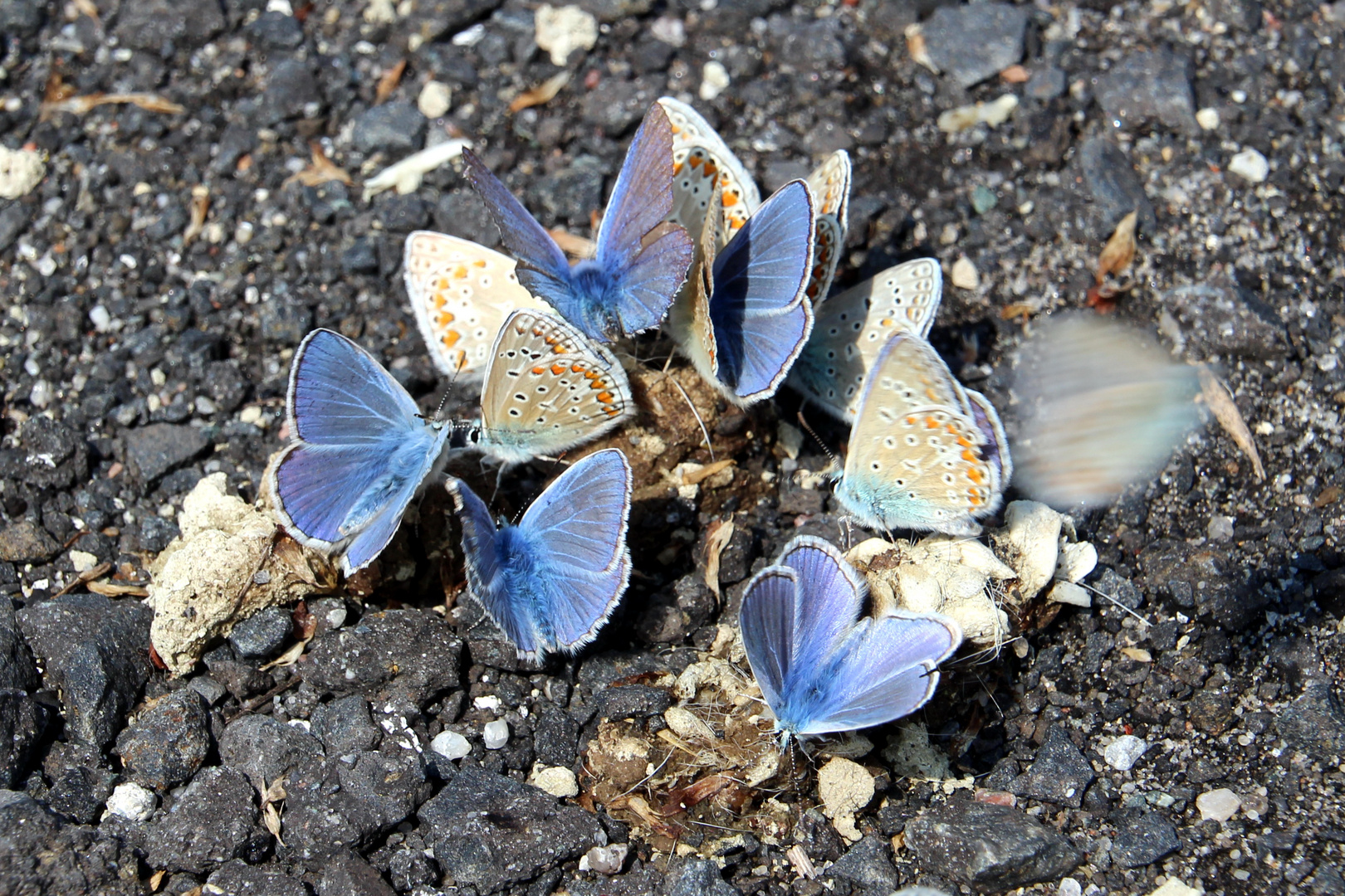 Bläulinge auf dem Tempelhofer Feld