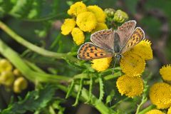 Bläulinge auf Rainfarn 01