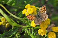 Bläulinge auf Rainfarn 02