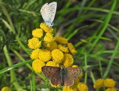 Bläulinge auf Rainfarn 03