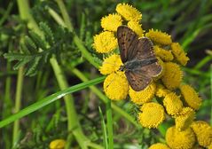 Bläulinge auf Rainfarn 04