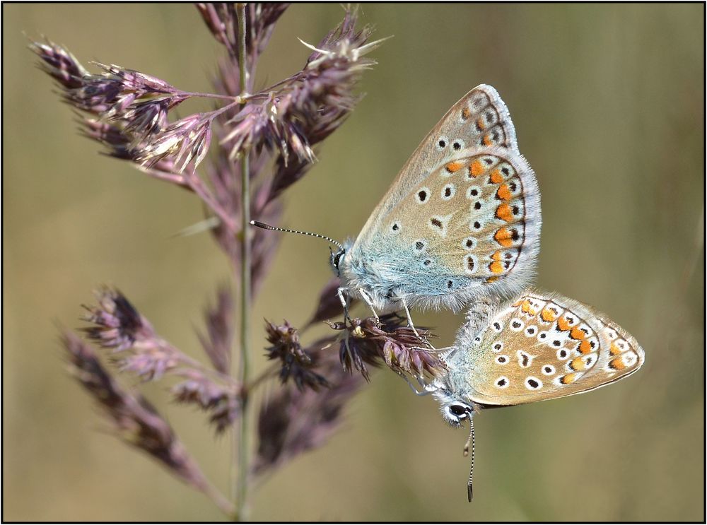 Bläulinge beim...... Foto & Bild | makro, natur, insekten Bilder auf ...
