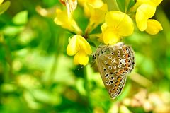 Bläulinge - Hauhechel-Bläuling, Polyommatus icarus