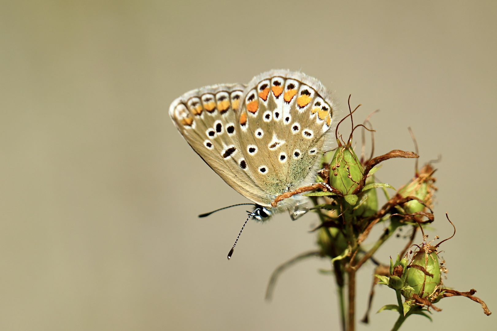 Bläulinge - Hauhechel-Bläuling, Polyommatus icarus