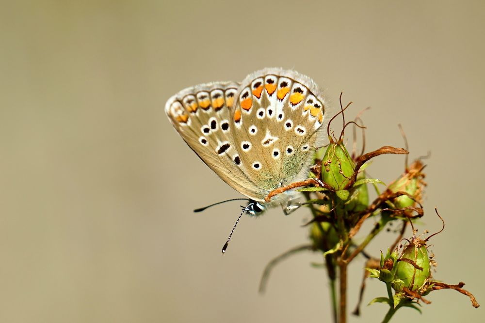 Bläulinge - Hauhechel-Bläuling, Polyommatus icarus