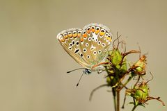 Bläulinge - Hauhechel-Bläuling, Polyommatus icarus