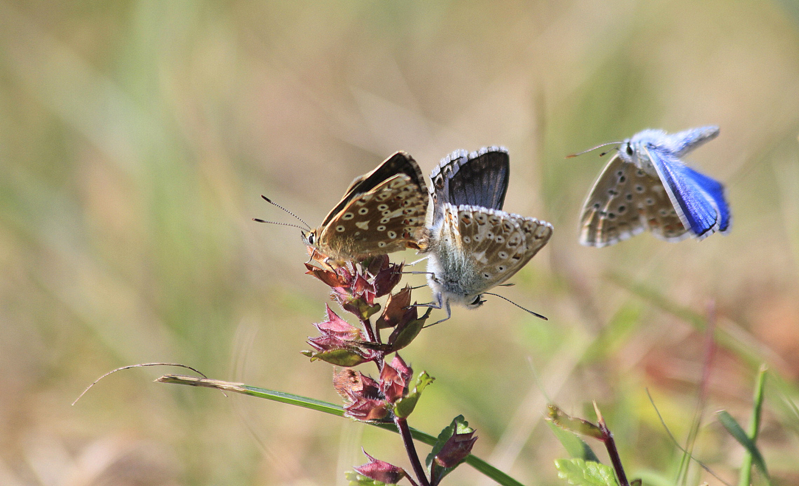 Bläulinge (Lycaenidae)