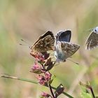 Bläulinge (Lycaenidae)