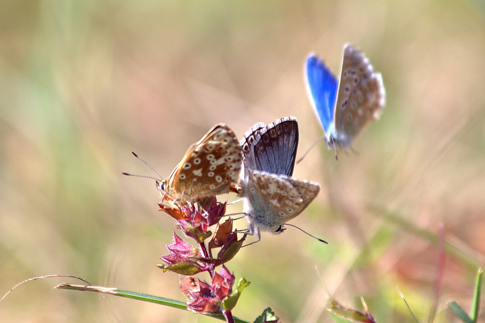 Bläulinge (Lycaenidae)