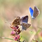 Bläulinge (Lycaenidae)