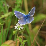 Bläulinge (Lycaenidae)