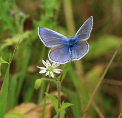 Bläulinge (Lycaenidae)