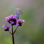  Bläulinge (Lycaenidae)