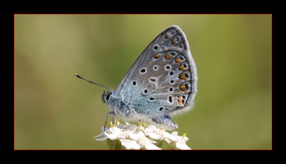 Bläulinge Lycaenidae