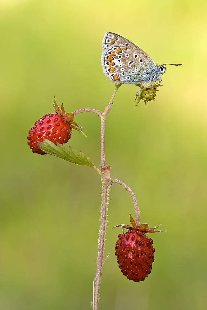 Bläuling+Erdbeeren