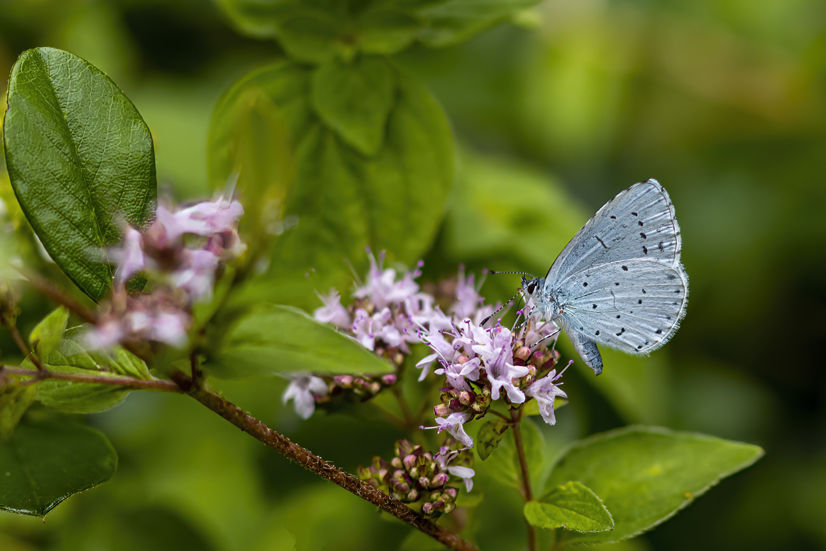 Bläuling_MG_0428